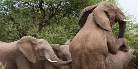 4-Day Botswana Untamed Wilderness