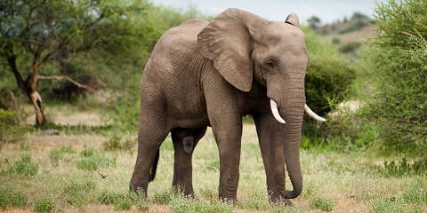 7-Day Affordable Botswana & Victoria Falls