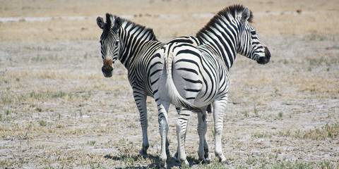 1-Day Nxai National Park