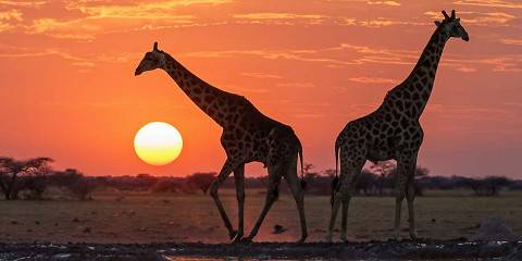 10-Day Cape Town & Okavango Explorer