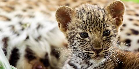 8-Day Zimbabwe & Botswana | Falls, Chobe & Delta | Fly