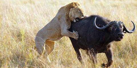 Kruger, Victoria Falls, Hwange & Chobe Safari