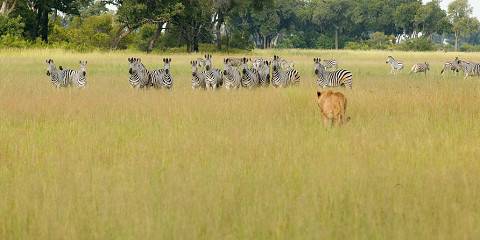 3-Day Camping Safari in Khwai Concession, Botswana