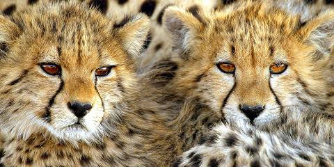 6-Day Chobe NP, Savuti and Moremi GR Explorers
