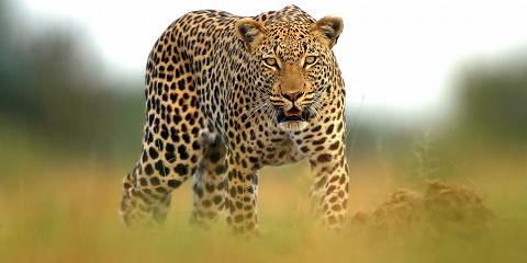 3-Day Victoria Falls and Chobe National Park Mid-Range