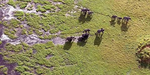 11-Day Northern Botswana Safari