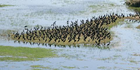 Victoria Falls, Chobe NP & Okavango Excursion