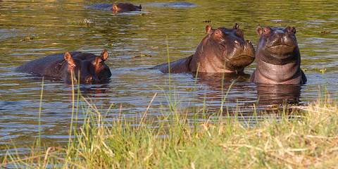 3-Day Okavango Mokoro Stargazing Escape