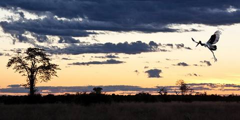 ½-Day Chobe River Safari from Victoria Falls Zimbabwe