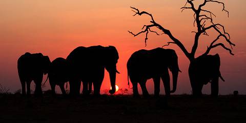 8-Day Victoria Falls, Hwange, Chobe & Namibian Island