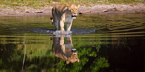 10-Day Delta & Chobe Luxury Safari - 3 Free Nights