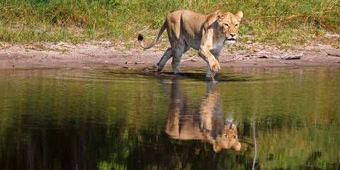 7-Day Budget-Friendly Botswana & Vic Falls Adventure