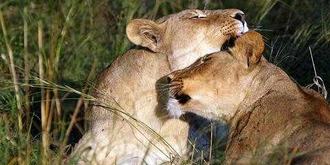 5-Day Savuti Khwai Mababe Safari Adventure