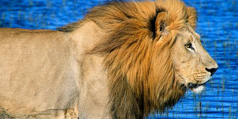 3-Day Affordable Budget Safari
