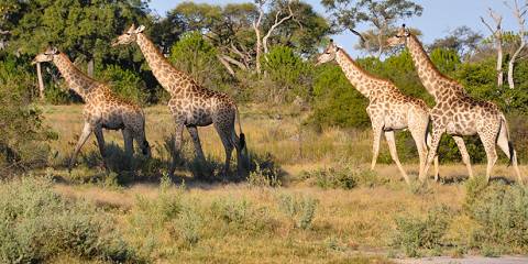 8-Day Botswana Buffalo Group Camping Safari
