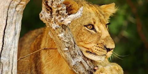 Chobe Safari, Sunset Cruise & Vic Falls Experience