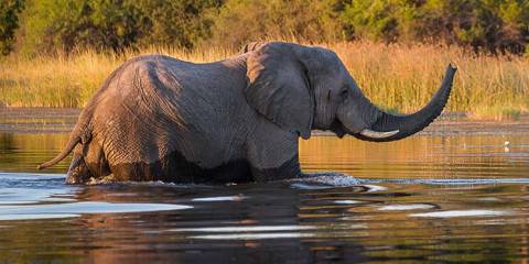 6-Day Victoria Falls, Hwange & Chobe Overnight Safari