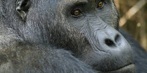 Gorillas and Chimpanzees Tour in Rwanda
