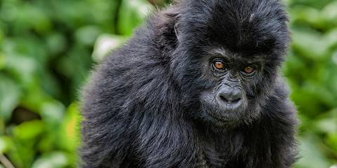 Congo Basin Discovery & Gorilla Trails Safari