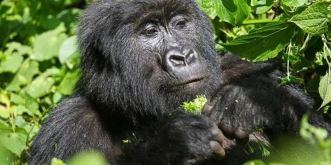 Journey Through the Heart of the Congo Basin