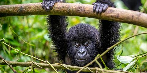 Epic Congo Adventure