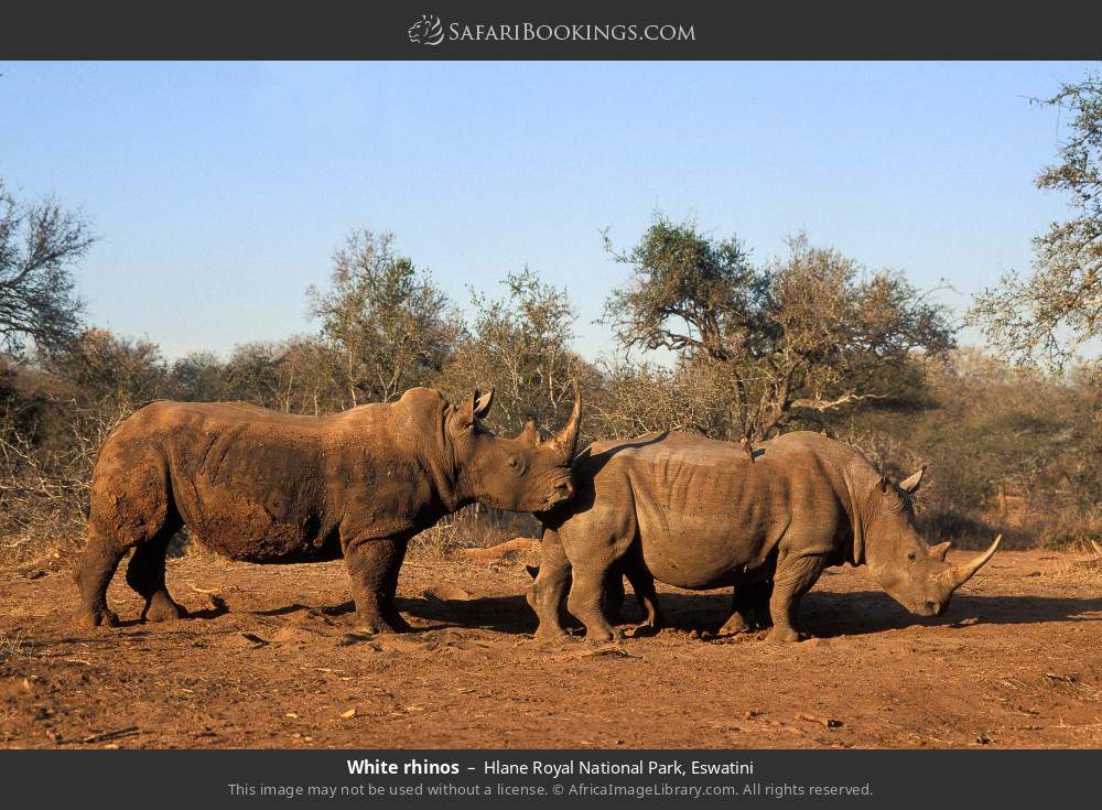 White rhinos in Hlane Royal National Park, Eswatini