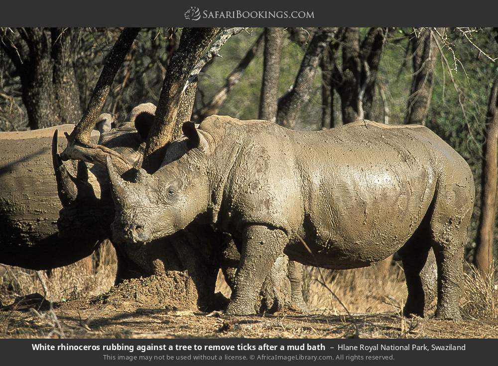 White rhinos rubbing against a tree to remove ticks after a mud bath, Hlane Royal NP in Hlane Royal National Park, Eswatini