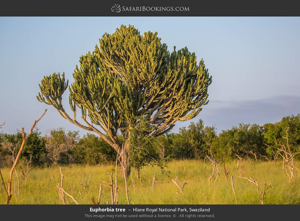 Euphorbia tree in Hlane Royal National Park, Eswatini