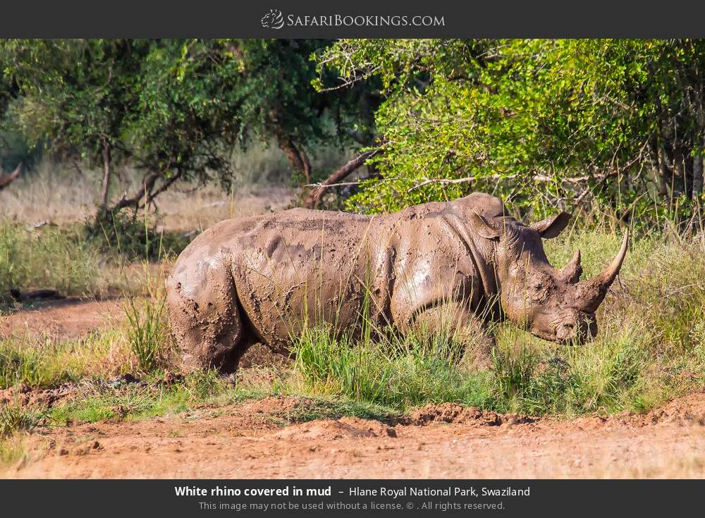 White rhino covered in mud, Hlane Royal NP in Hlane Royal National Park, Eswatini
