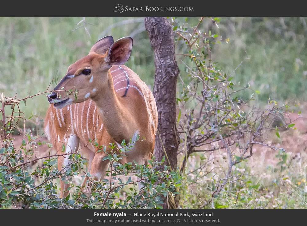 Female nyala in Hlane Royal National Park, Eswatini