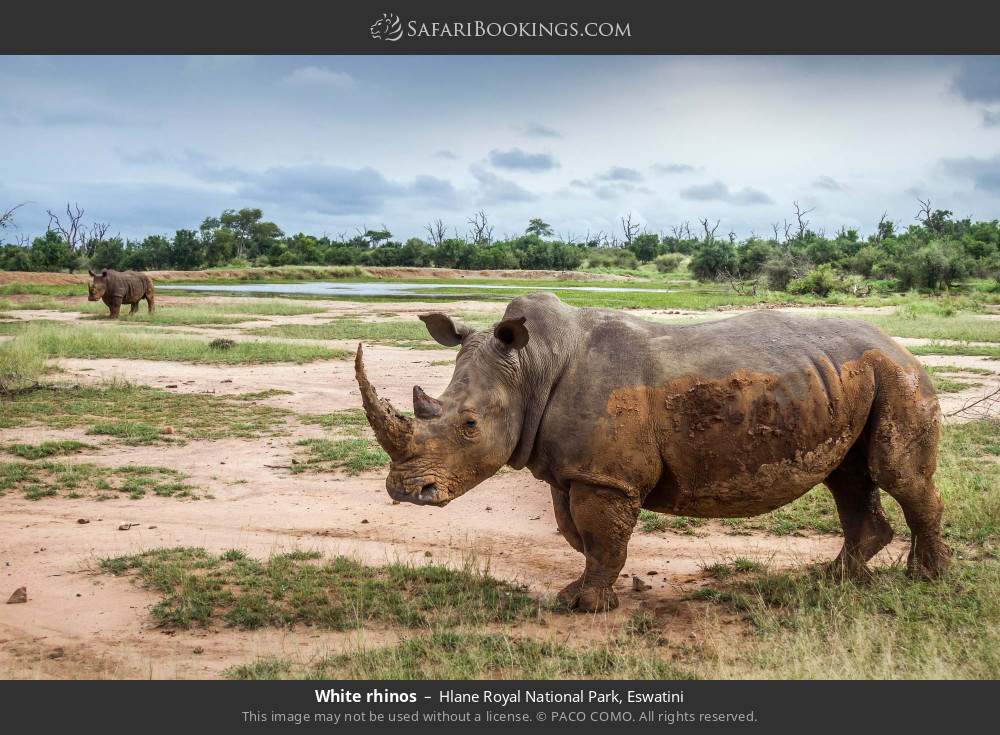 White rhinos in Hlane Royal NP in Hlane Royal National Park, Eswatini