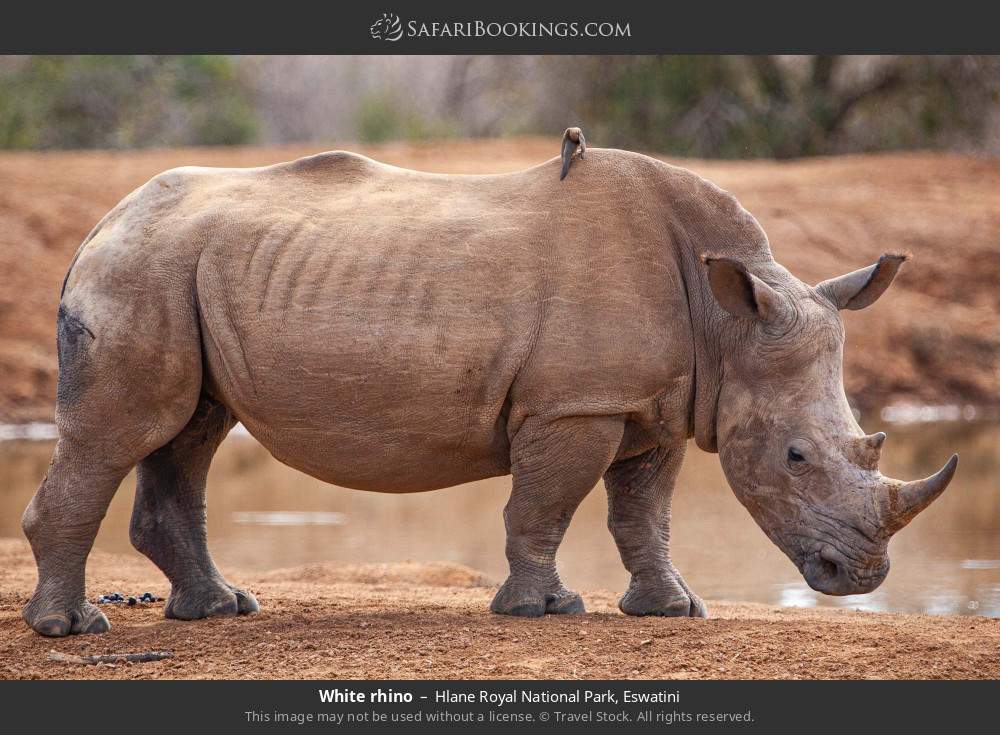 White rhino in Hlane Royal NP in Hlane Royal National Park, Eswatini