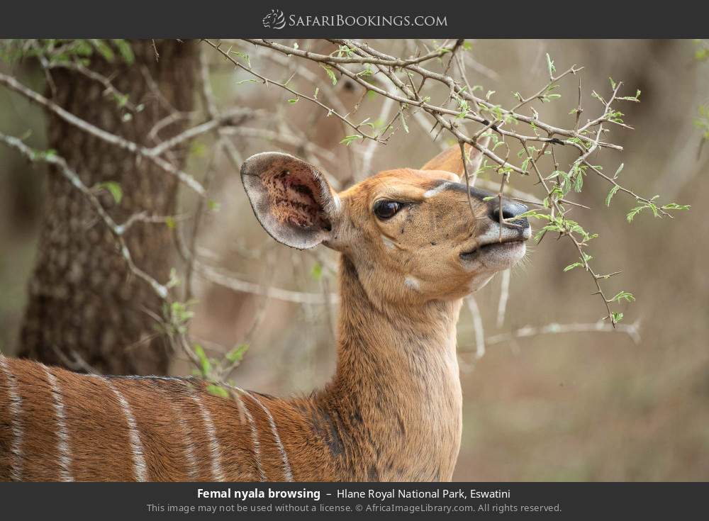 Female nyala browsing in Hlane Royal National Park, Eswatini