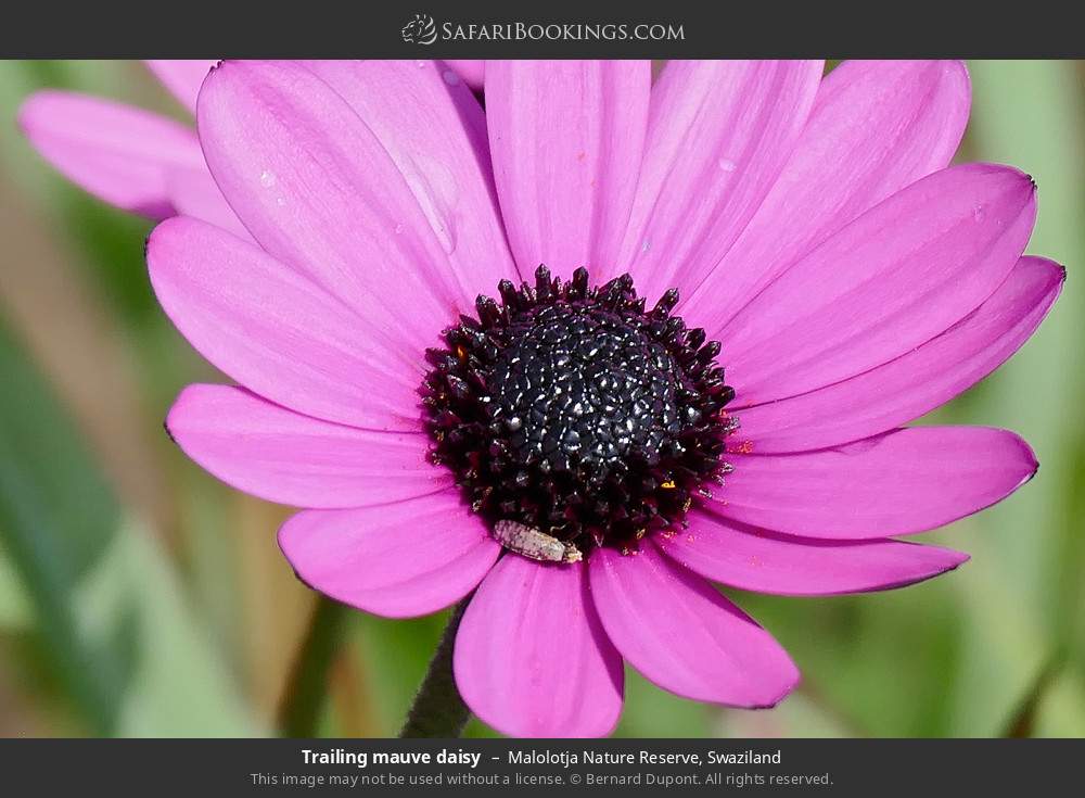Trailing mauve daisy in Malolotja Nature Reserve, Eswatini