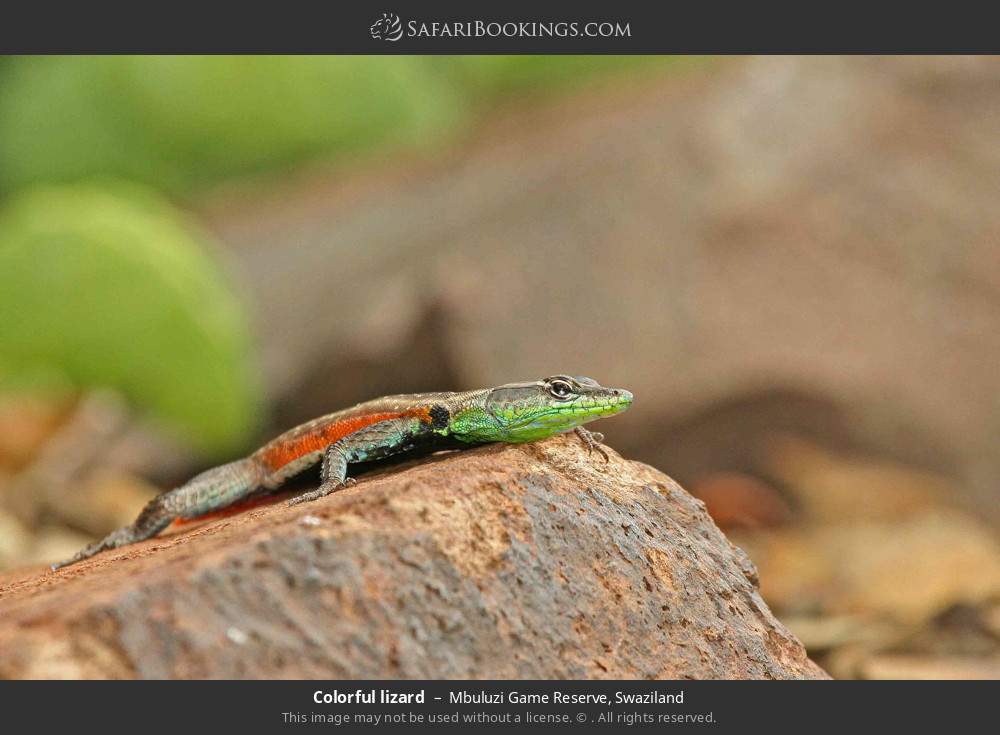 Colorful lizard in Mbuluzi Game Reserve, Eswatini