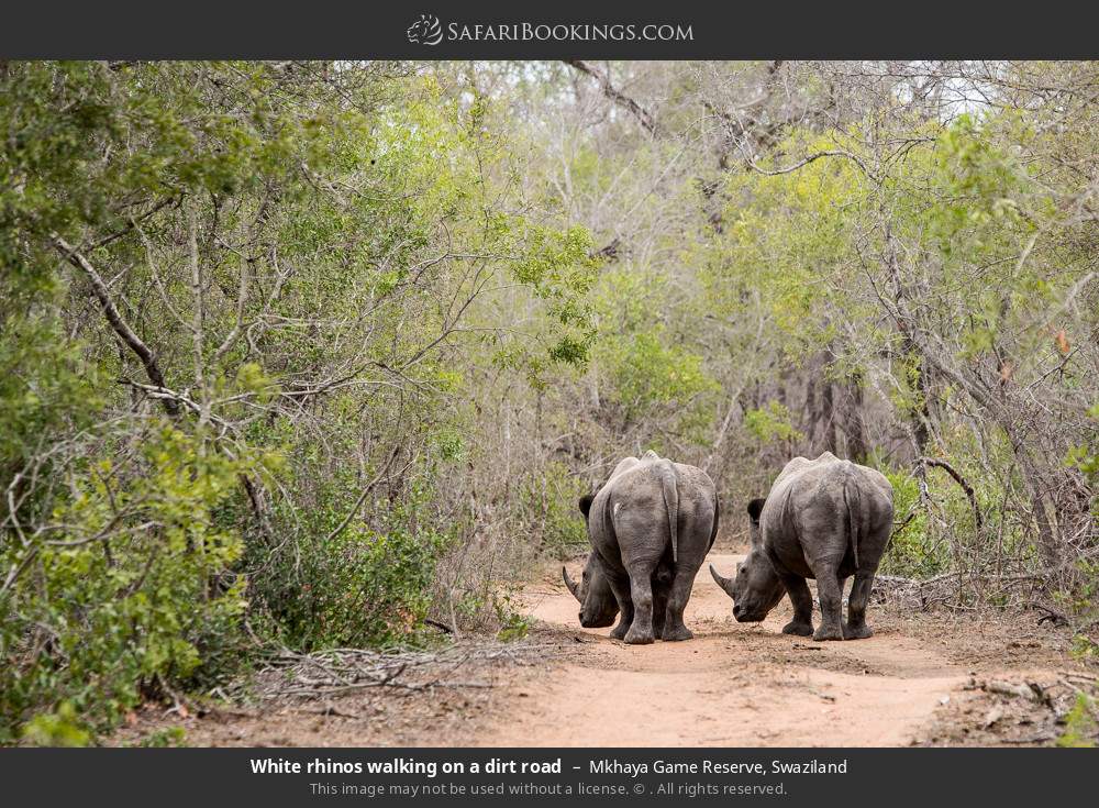 White rhinos walking on a dirt road in Mkhaya GR in Mkhaya Game Reserve, Eswatini