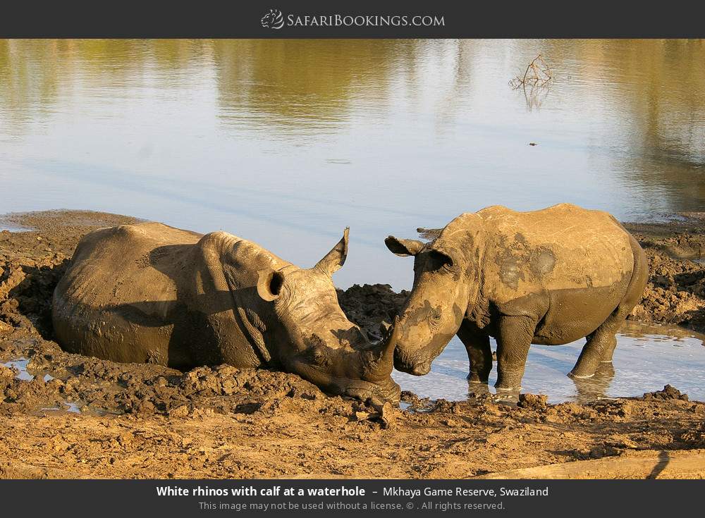 White rhino with calf at a waterhole in Mkhaya Game Reserve, Eswatini
