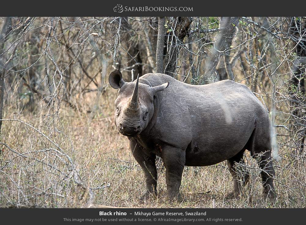 Black rhino in Mkhaya GR in Mkhaya Game Reserve, Eswatini