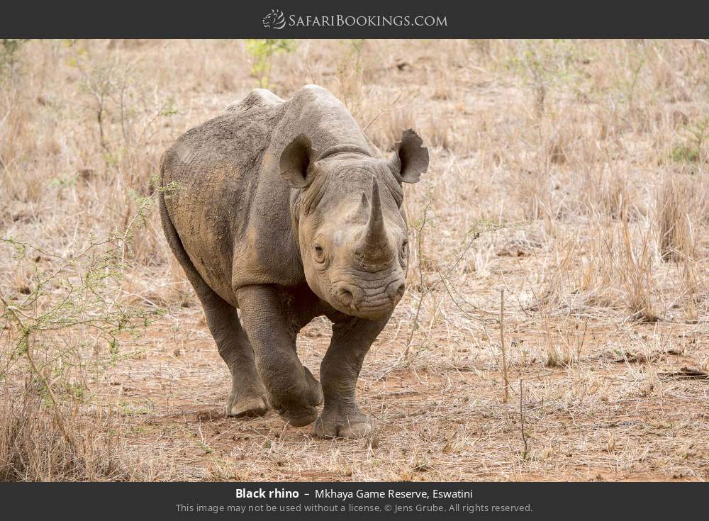 Black rhino in Mkhaya GR in Mkhaya Game Reserve, Eswatini
