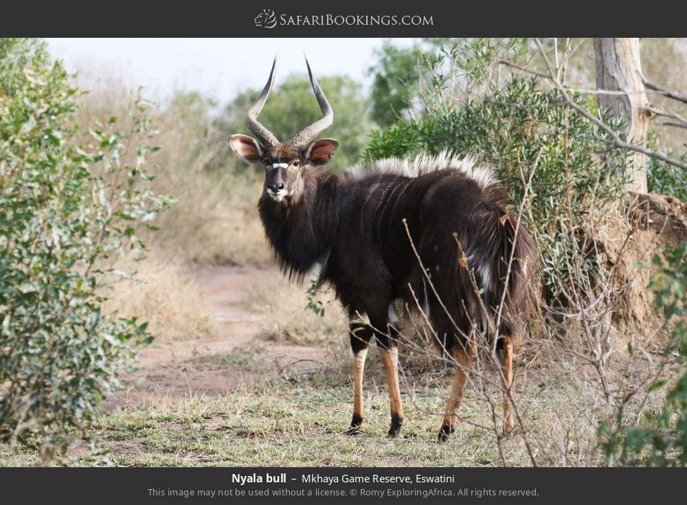 Nyala bull in Mkhaya Game Reserve, Eswatini