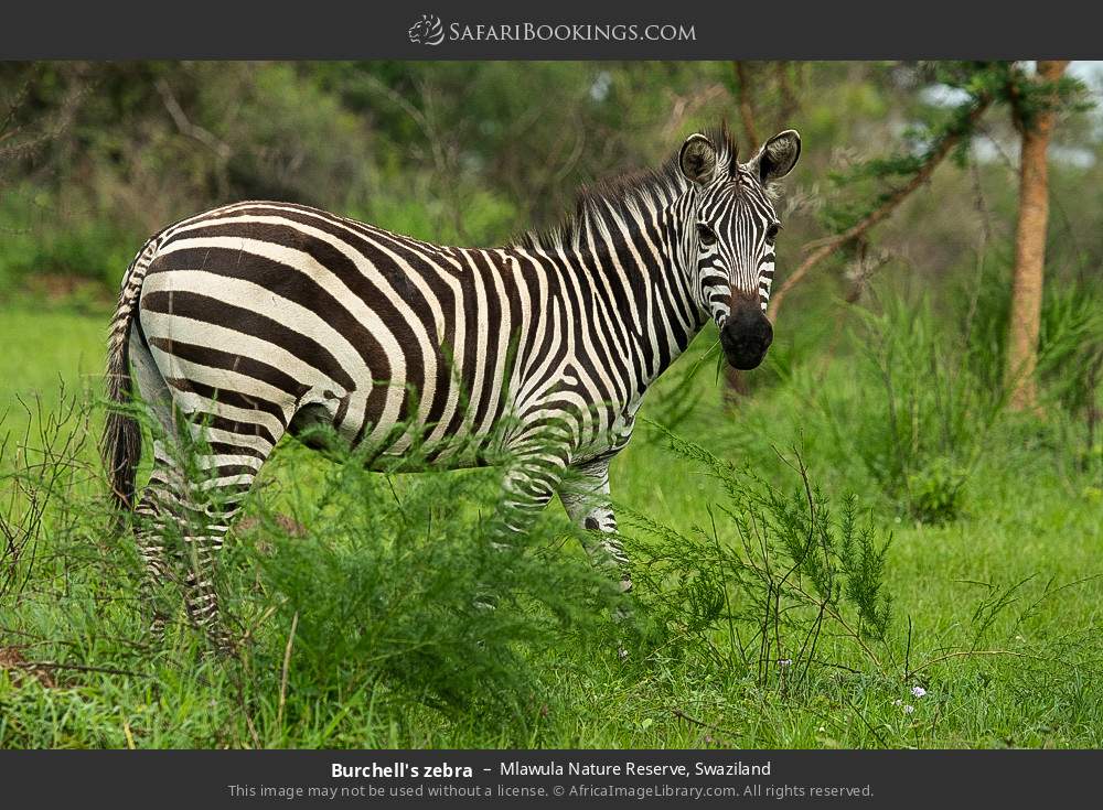 Plains zebra in Mlawula Nature Reserve, Eswatini