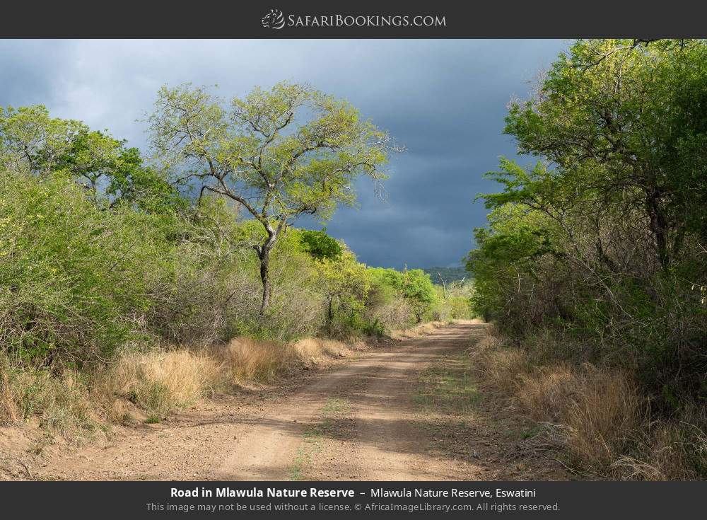 Road in Mlawula NR in Mlawula Nature Reserve, Eswatini