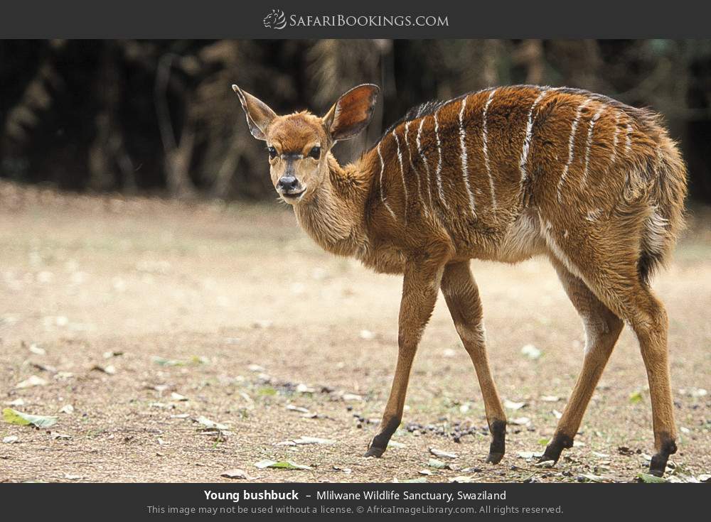 Young bushbuck in Mlilwane Wildlife Sanctuary, Eswatini