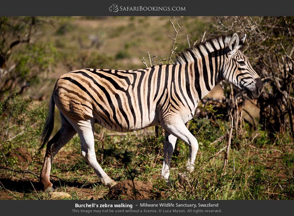 Plains zebra walking in Mlilwane Wildlife Sanctuary, Eswatini
