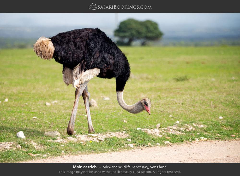Male ostrich in Mlilwane Wildlife Sanctuary, Eswatini
