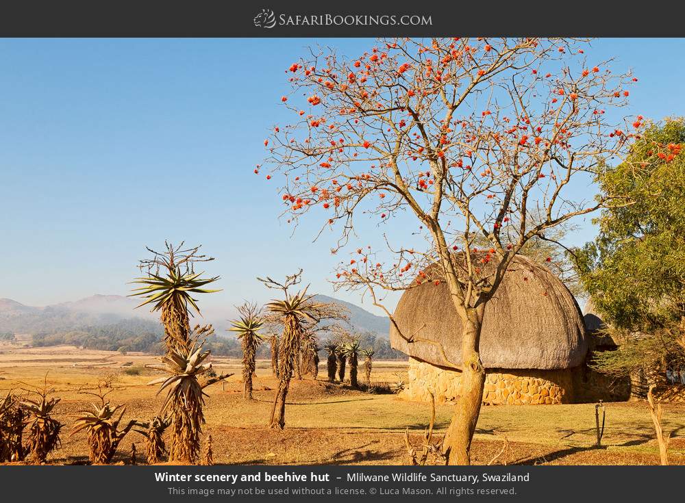 Winter scenery and beehive hut, Mlilwane WS in Mlilwane Wildlife Sanctuary, Eswatini