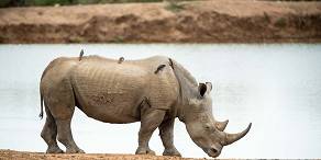 White rhino at a waterhole