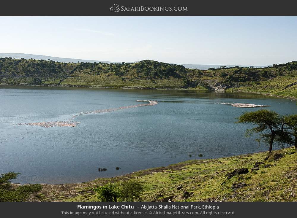 Flamingos in Lake Chitu in Abijatta-Shalla National Park, Ethiopia