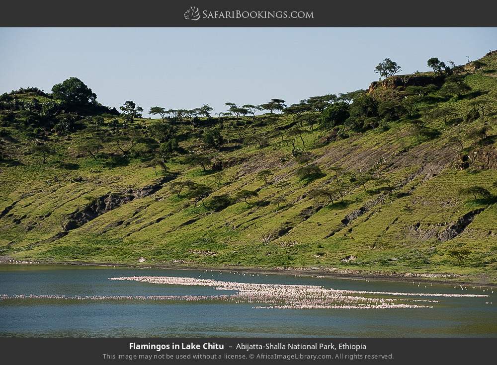 Flamingos in Lake Chitu in Abijatta-Shalla National Park, Ethiopia