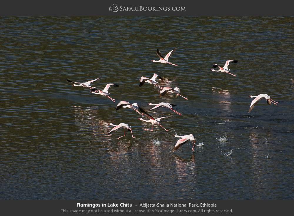 Flamingos in Lake Chitu in Abijatta-Shalla National Park, Ethiopia